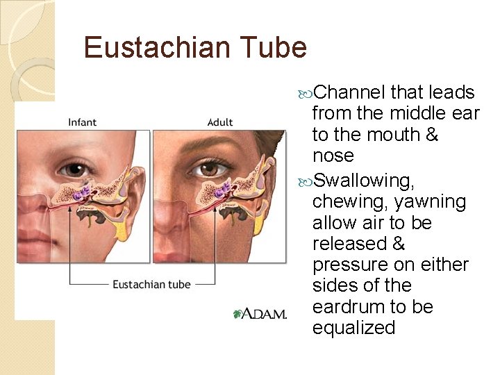 Eustachian Tube Channel that leads from the middle ear to the mouth & nose