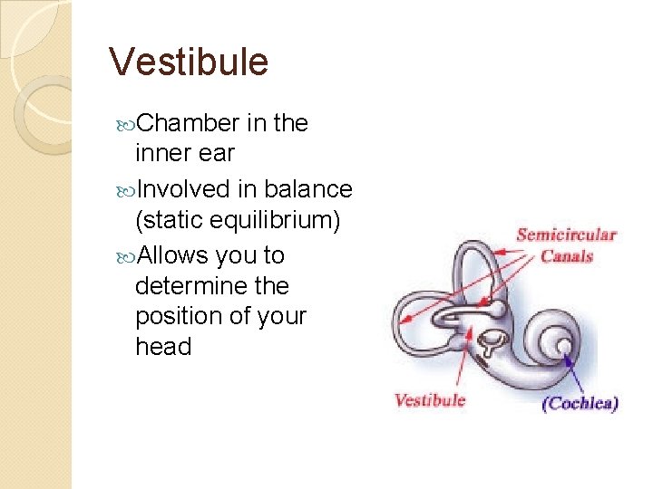 Vestibule Chamber in the inner ear Involved in balance (static equilibrium) Allows you to