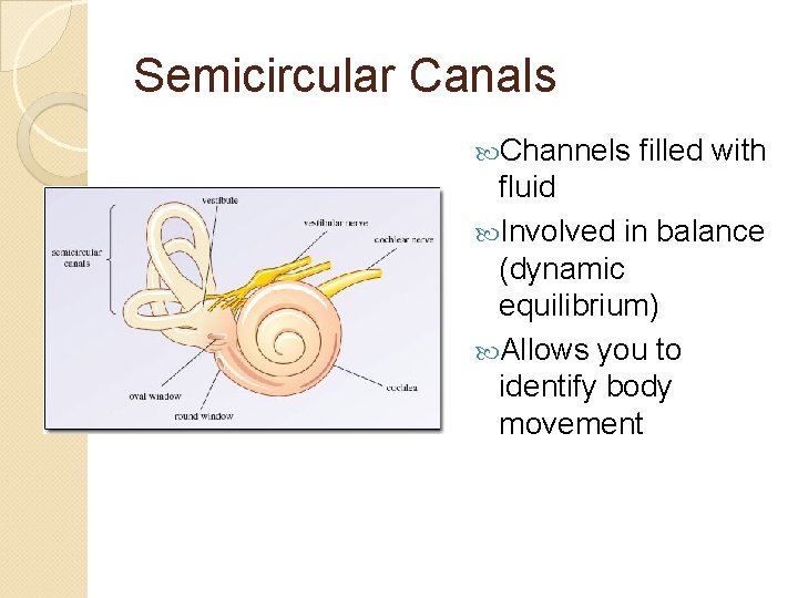 Semicircular Canals Channels filled with fluid Involved in balance (dynamic equilibrium) Allows you to