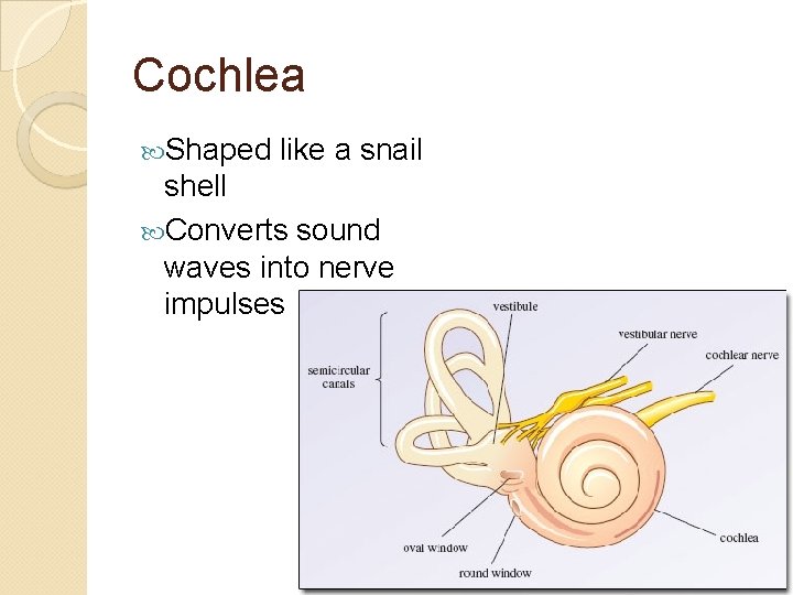 Cochlea Shaped like a snail shell Converts sound waves into nerve impulses 