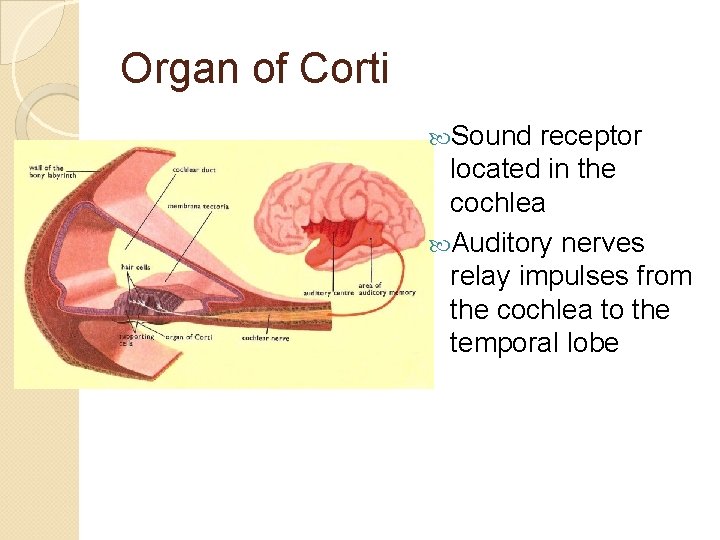 Organ of Corti Sound receptor located in the cochlea Auditory nerves relay impulses from