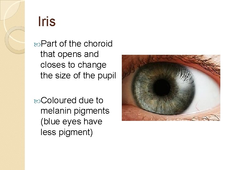 Iris Part of the choroid that opens and closes to change the size of