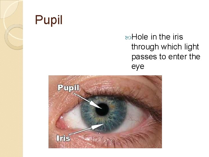 Pupil Hole in the iris through which light passes to enter the eye 