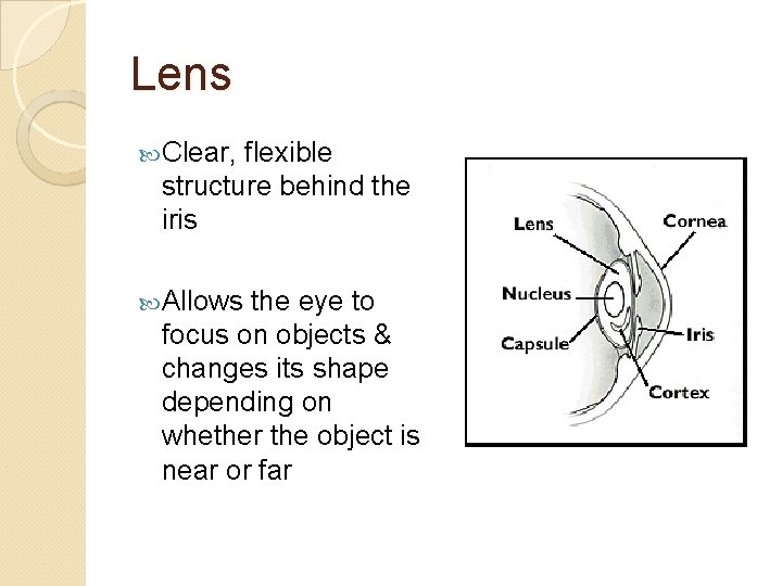 Lens Clear, flexible structure behind the iris Allows the eye to focus on objects
