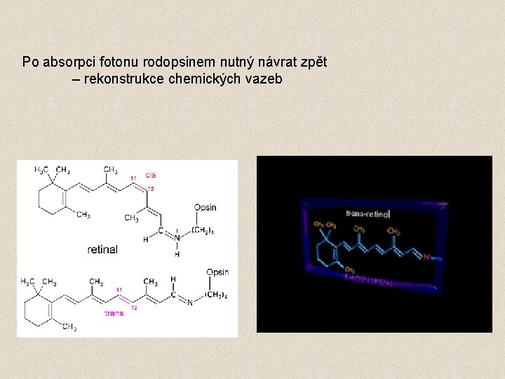 Po absorpci fotonu rodopsinem nutný návrat zpět – rekonstrukce chemických vazeb 