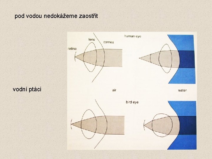 pod vodou nedokážeme zaostřit vodní ptáci 