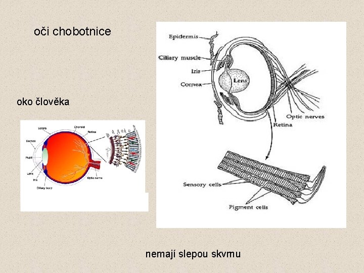 oči chobotnice oko člověka nemají slepou skvrnu 