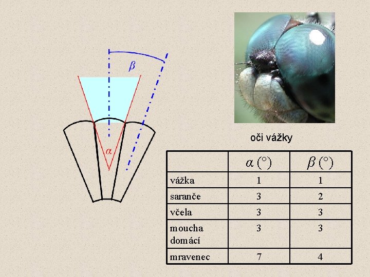 oči vážky α (°) β (°) vážka 1 1 saranče 3 2 včela 3