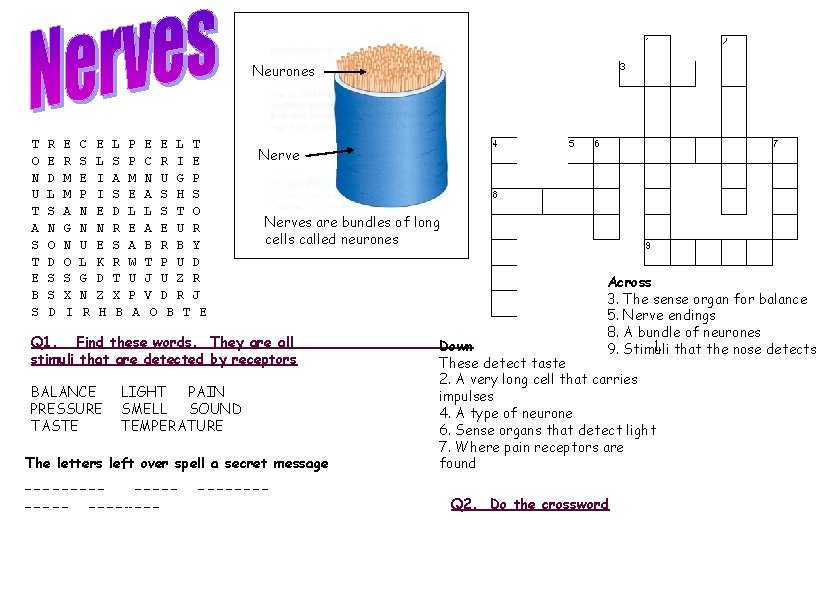 Neurones T O N U T A S T E B S R E