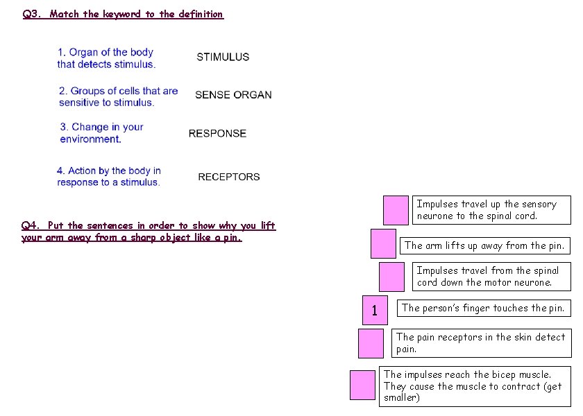 Q 3. Match the keyword to the definition Impulses travel up the sensory neurone