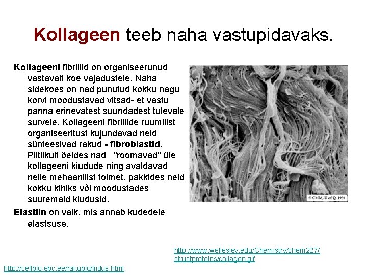 Kollageen teeb naha vastupidavaks. Kollageeni fibrillid on organiseerunud vastavalt koe vajadustele. Naha sidekoes on