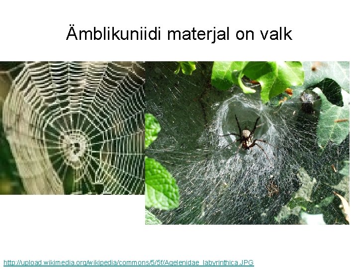 Ämblikuniidi materjal on valk http: //upload. wikimedia. org/wikipedia/commons/5/5 f/Agelenidae_labyrinthica. JPG 