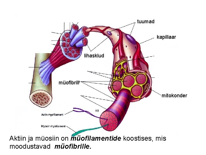 tuumad kapillaar lihaskiud müofibrill mitokonder Aktiin ja müosiin on müofilamentide koostises, mis moodustavad müofibrille.