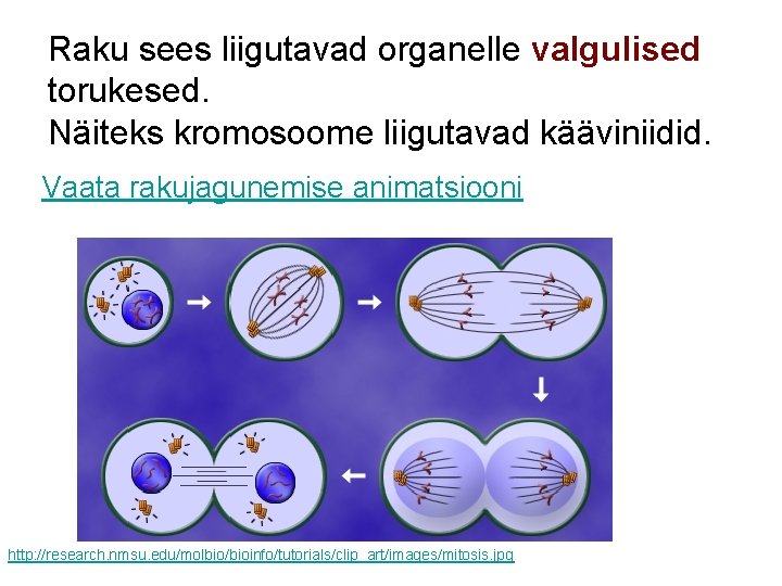 Raku sees liigutavad organelle valgulised torukesed. Näiteks kromosoome liigutavad kääviniidid. Vaata rakujagunemise animatsiooni http: