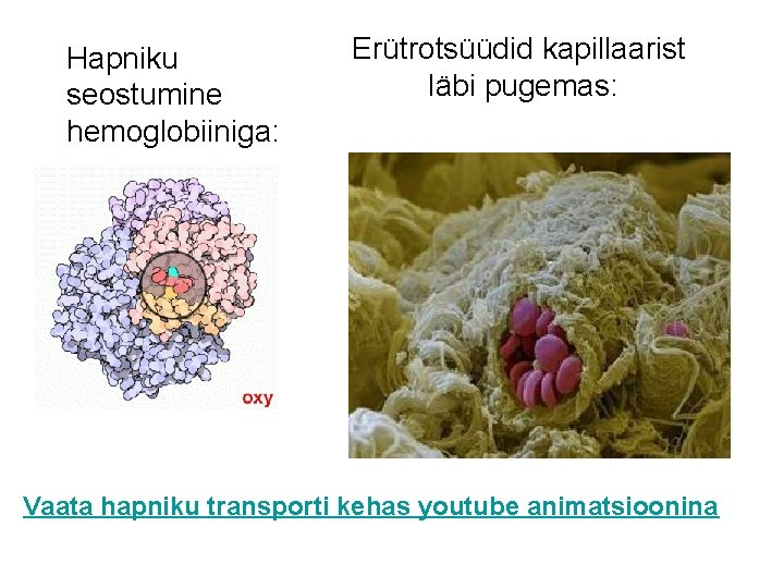 Hapniku seostumine hemoglobiiniga: Erütrotsüüdid kapillaarist läbi pugemas: Vaata hapniku transporti kehas youtube animatsioonina 