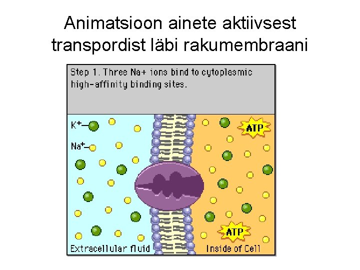 Animatsioon ainete aktiivsest transpordist läbi rakumembraani 