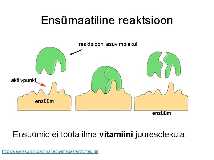Ensümaatiline reaktsiooni asuv molekul aktiivpunkt ensüüm Ensüümid ei tööta ilma vitamiini juuresolekuta. http: //waynesword.