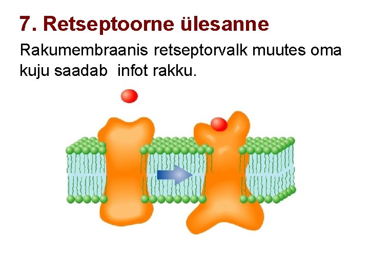 7. Retseptoorne ülesanne Rakumembraanis retseptorvalk muutes oma kuju saadab infot rakku. 