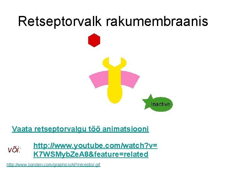 Retseptorvalk rakumembraanis Vaata retseptorvalgu töö animatsiooni või: http: //www. youtube. com/watch? v= K 7