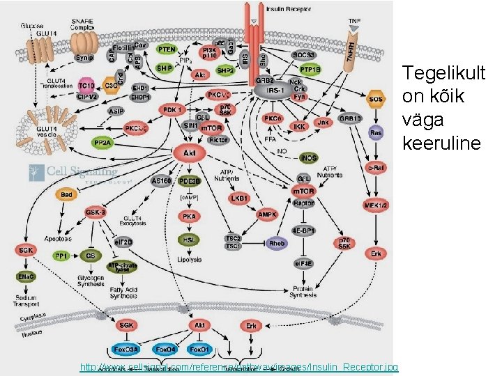 Tegelikult on kõik väga keeruline http: //www. cellsignal. com/reference/pathway/images/Insulin_Receptor. jpg 