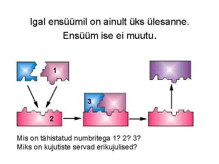 Igal ensüümil on ainult üks ülesanne. Ensüüm ise ei muutu. 1 3 2 Mis