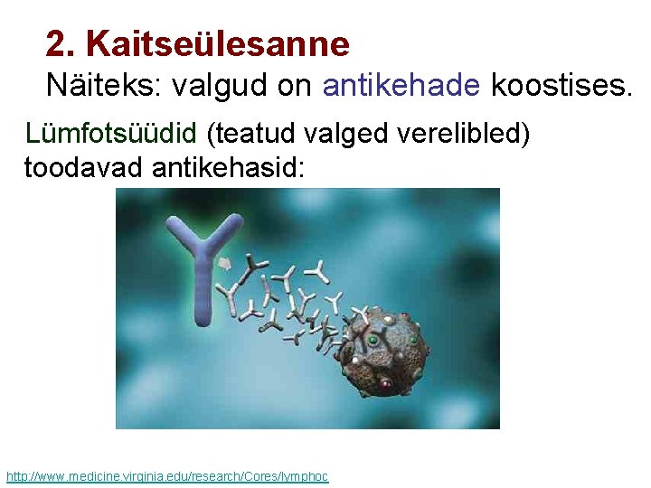 2. Kaitseülesanne Näiteks: valgud on antikehade koostises. Lümfotsüüdid (teatud valged verelibled) toodavad antikehasid: http: