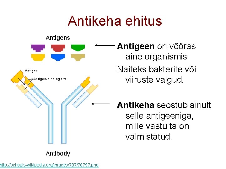 Antikeha ehitus http: //schools-wikipedia. org/images/78797. png Antigeen on võõras aine organismis. Näiteks bakterite või