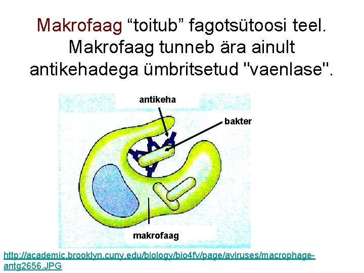 Makrofaag “toitub” fagotsütoosi teel. Makrofaag tunneb ära ainult antikehadega ümbritsetud "vaenlase". antikeha bakter makrofaag