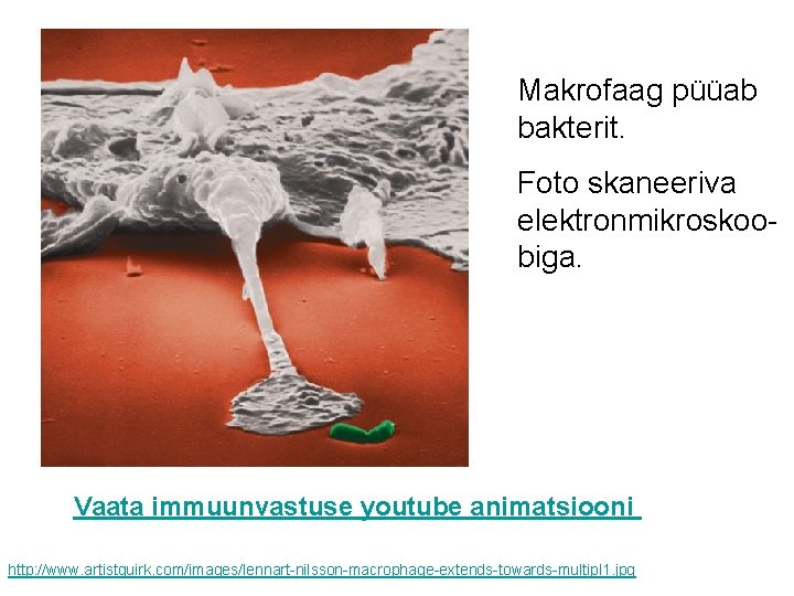 Makrofaag püüab bakterit. Foto skaneeriva elektronmikroskoobiga. Vaata immuunvastuse youtube animatsiooni http: //www. artistquirk. com/images/lennart-nilsson-macrophage-extends-towards-multipl