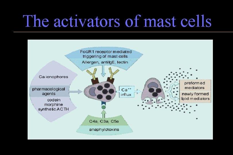 The activators of mast cells 
