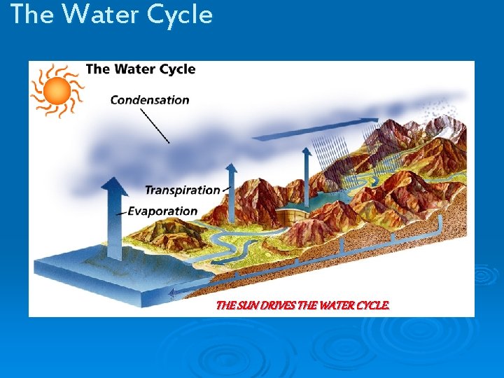 The Water Cycle THE SUN DRIVES THE WATER CYCLE. 