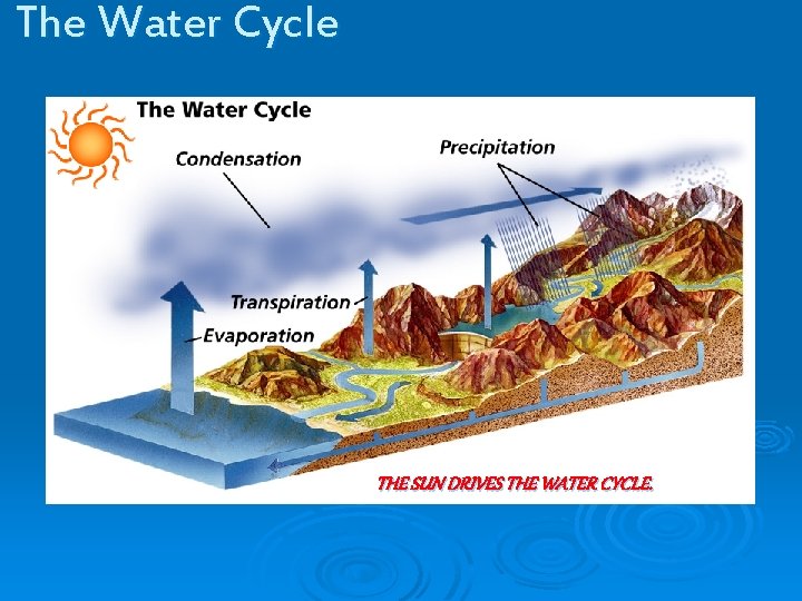 The Water Cycle THE SUN DRIVES THE WATER CYCLE. 