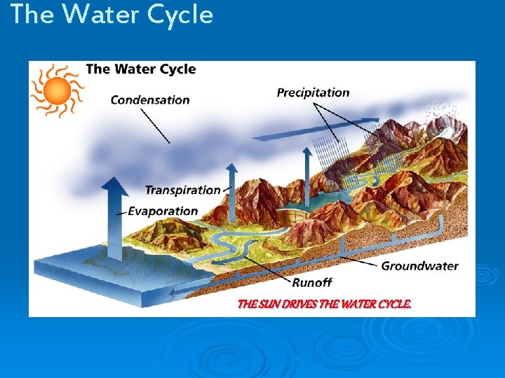 The Water Cycle THE SUN DRIVES THE WATER CYCLE. 