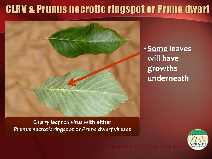 CLRV & Prunus necrotic ringspot or Prune dwarf • Some leaves will have growths