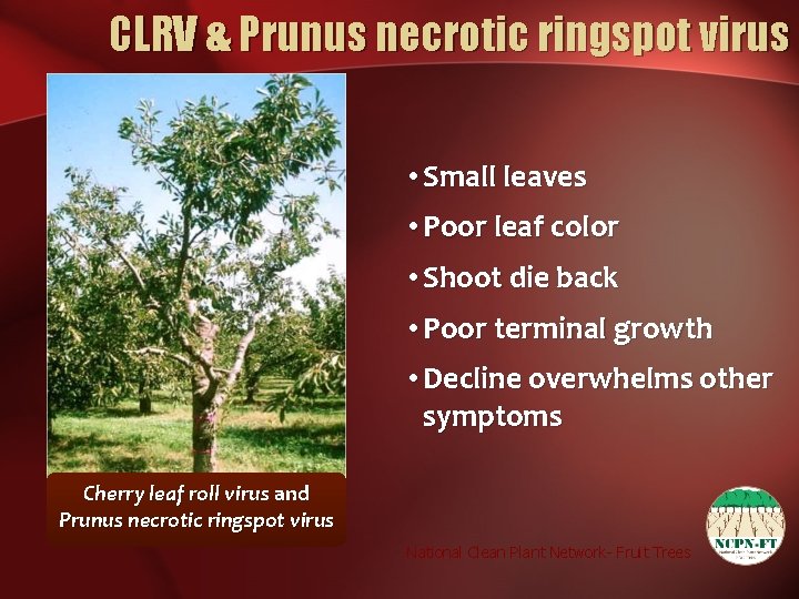 CLRV & Prunus necrotic ringspot virus • Small leaves • Poor leaf color •