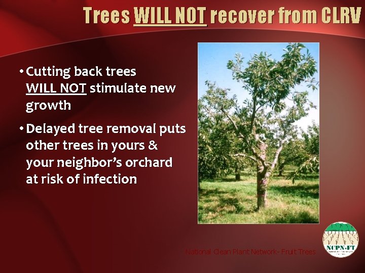 Trees WILL NOT recover from CLRV • Cutting back trees WILL NOT stimulate new