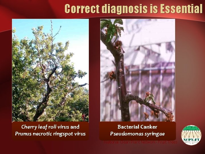 Correct diagnosis is Essential Cherry leaf roll virus and Prunus necrotic ringspot virus Bacterial