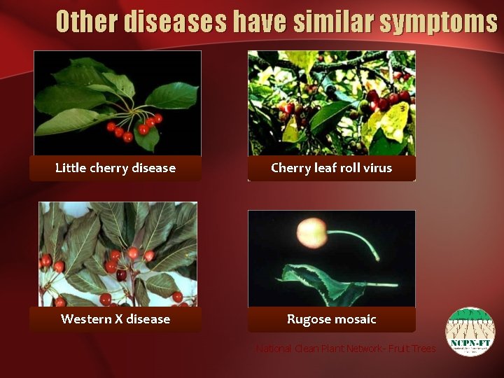 Other diseases have similar symptoms Little cherry disease Cherry leaf roll virus Western X