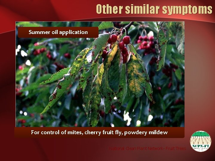 Other similar symptoms Summer oil application For control of mites, cherry fruit fly, powdery