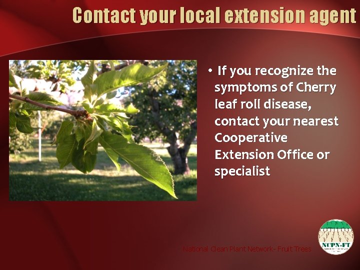 Contact your local extension agent • If you recognize the symptoms of Cherry leaf