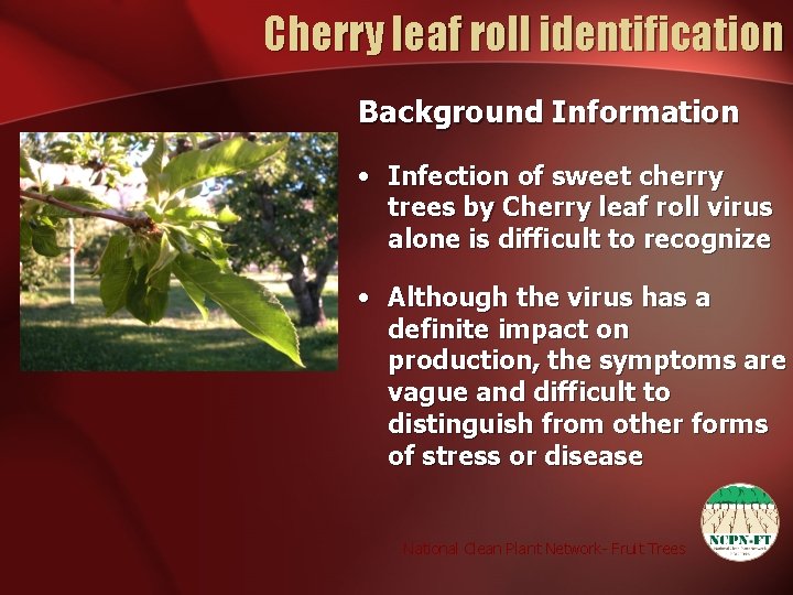 Cherry leaf roll identification Background Information • Infection of sweet cherry trees by Cherry