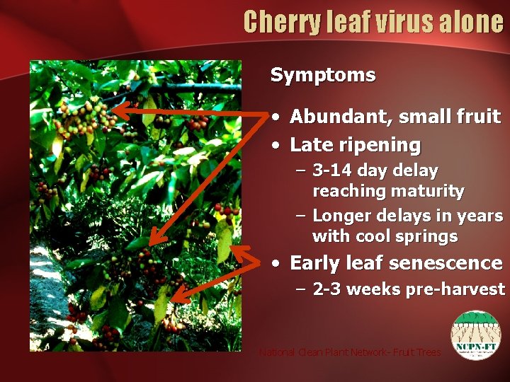 Cherry leaf virus alone Symptoms • Abundant, small fruit • Late ripening – 3