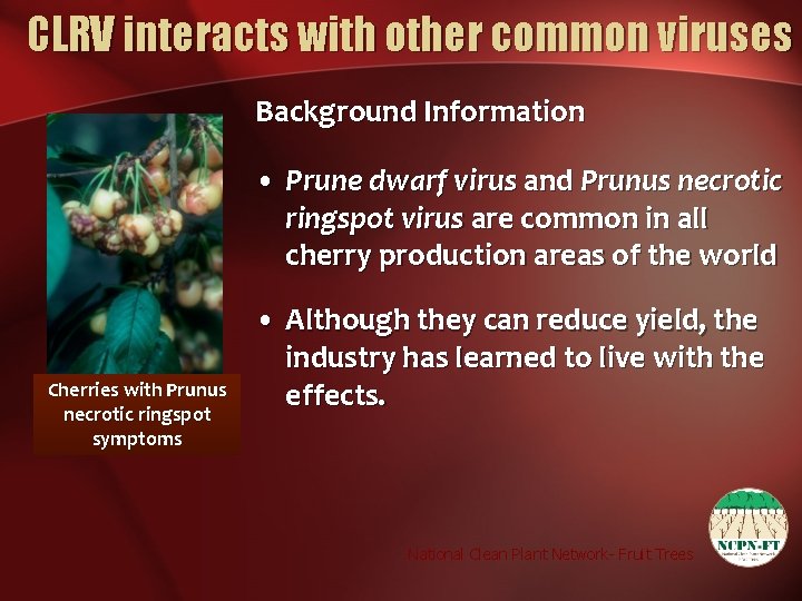 CLRV interacts with other common viruses Background Information • Prune dwarf virus and Prunus