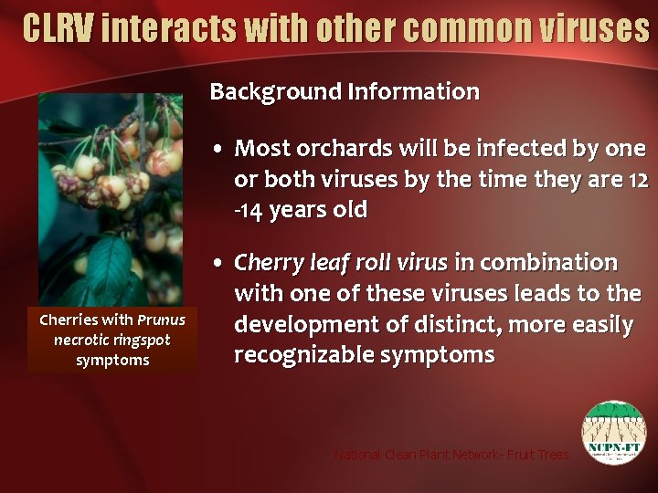 CLRV interacts with other common viruses Background Information • Most orchards will be infected