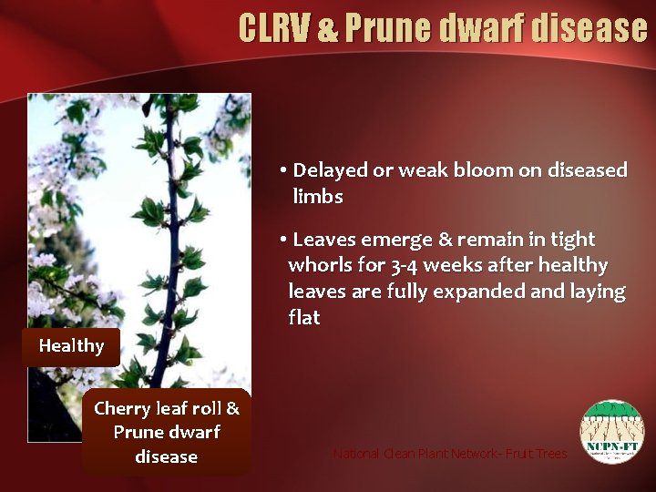 CLRV & Prune dwarf disease • Delayed or weak bloom on diseased limbs •