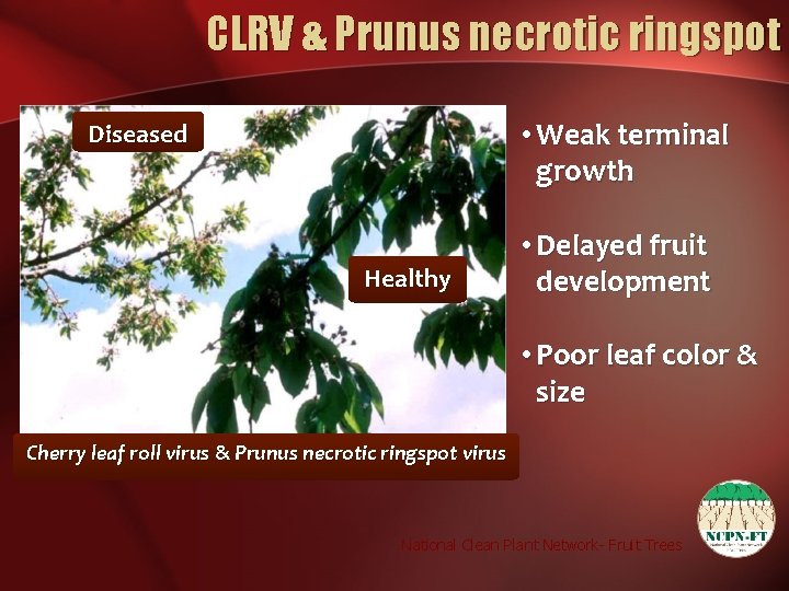 CLRV & Prunus necrotic ringspot • Weak terminal growth Diseased Healthy • Delayed fruit