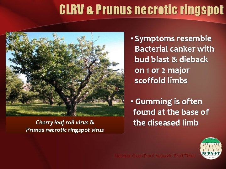 CLRV & Prunus necrotic ringspot • Symptoms resemble Bacterial canker with bud blast &