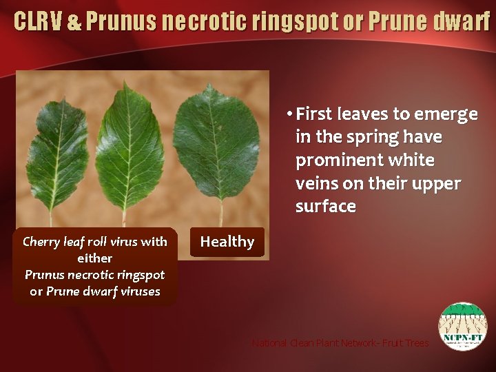 CLRV & Prunus necrotic ringspot or Prune dwarf • First leaves to emerge in