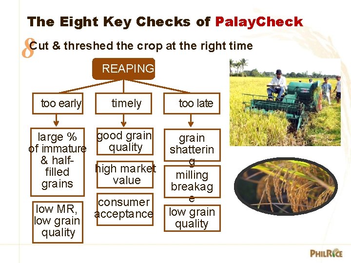 The Eight Key Checks of Palay. Check 8 Cut & threshed the crop at The Eight Key Checks of Palay. Check 8 Cut & threshed the crop at