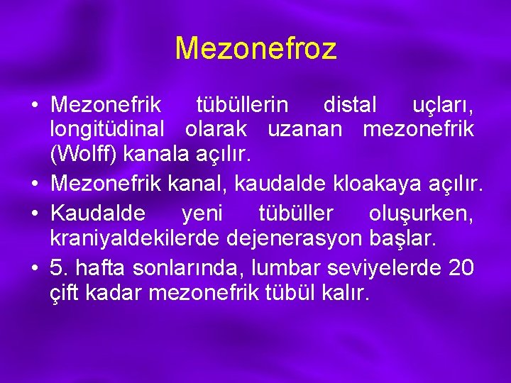 Mezonefroz • Mezonefrik tübüllerin distal uçları, longitüdinal olarak uzanan mezonefrik (Wolff) kanala açılır. •